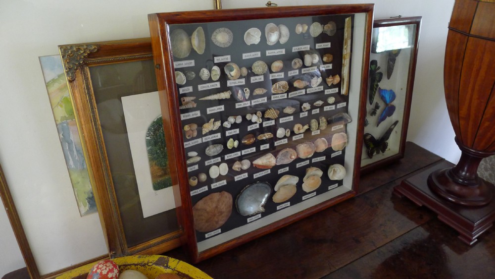 A SUPERB COLLECTORS CABINET WALL CASE OF MARINE SHELLS.  View II