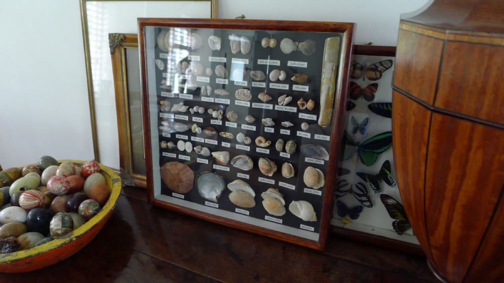 A SUPERB COLLECTORS CABINET WALL CASE OF MARINE SHELLS.  View III