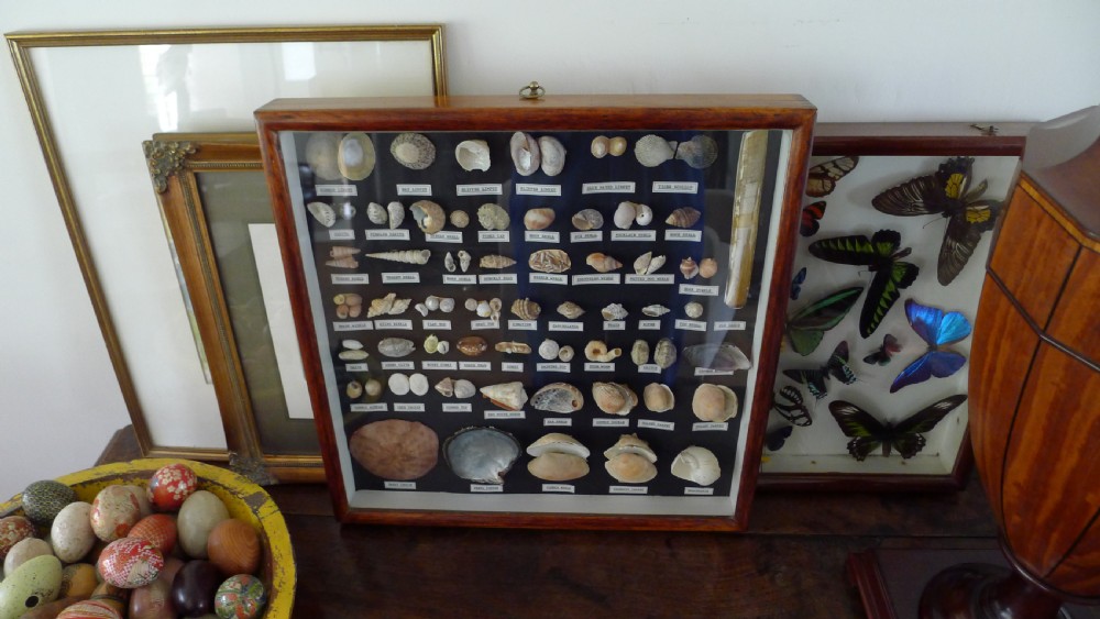 A SUPERB COLLECTORS CABINET WALL CASE OF MARINE SHELLS.  View IV