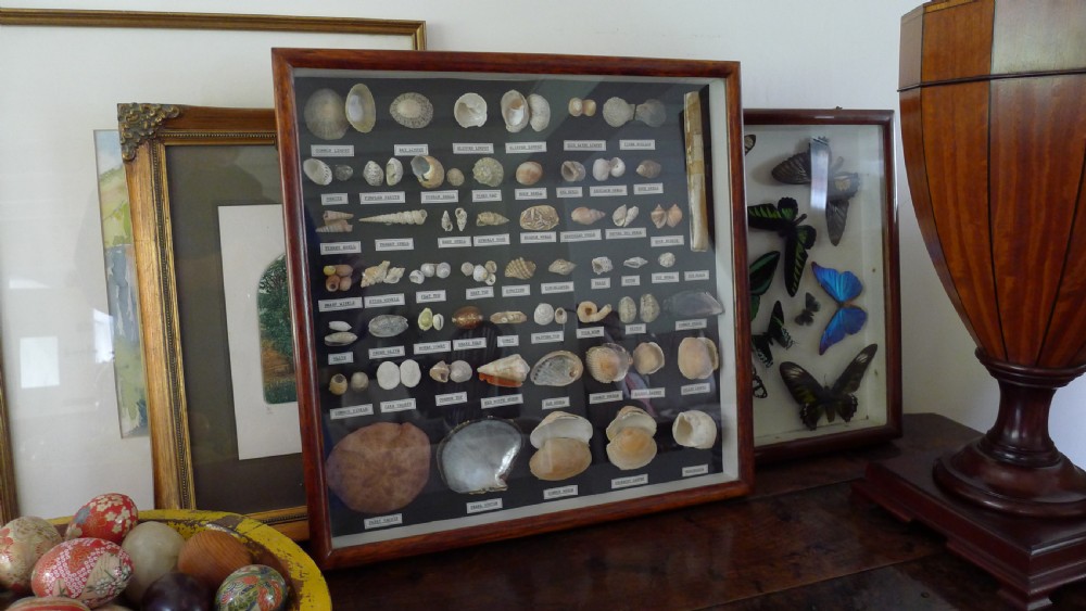 A SUPERB COLLECTORS CABINET WALL CASE OF MARINE SHELLS.  View V