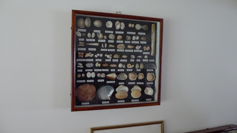 A SUPERB COLLECTORS CABINET WALL CASE OF MARINE SHELLS.  View VI