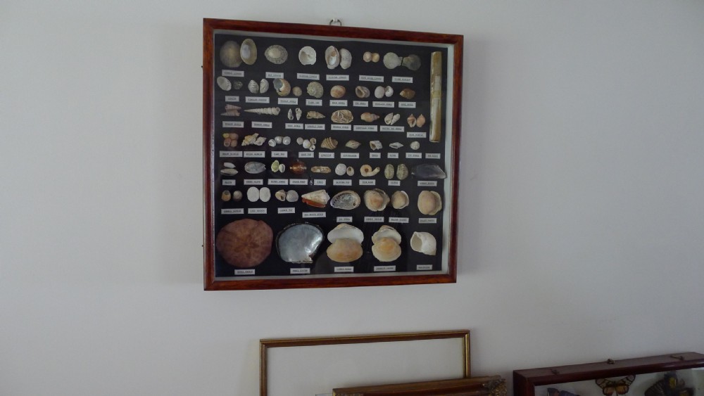 A SUPERB COLLECTORS CABINET WALL CASE OF MARINE SHELLS.  View VII