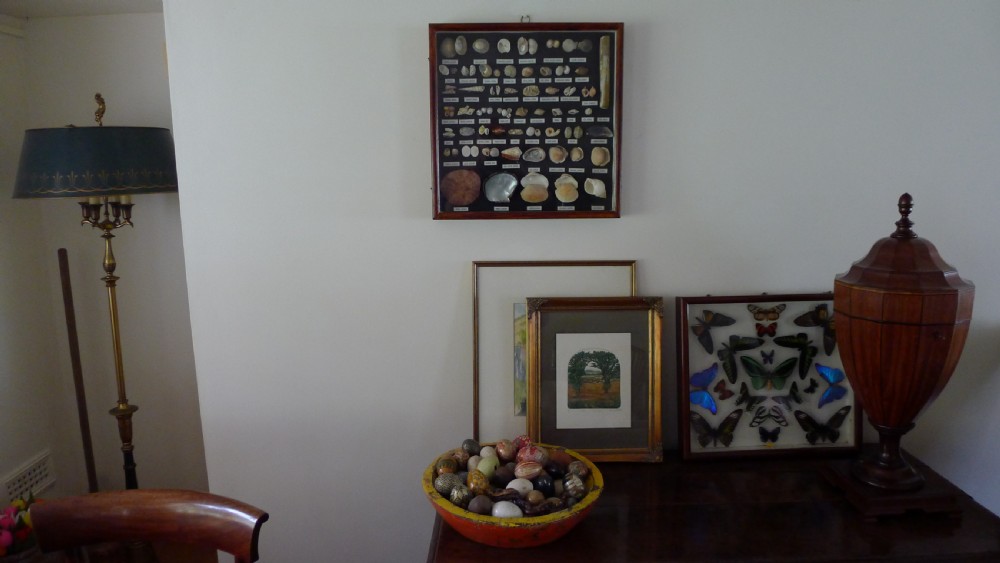 A SUPERB COLLECTORS CABINET WALL CASE OF MARINE SHELLS.  View VIII