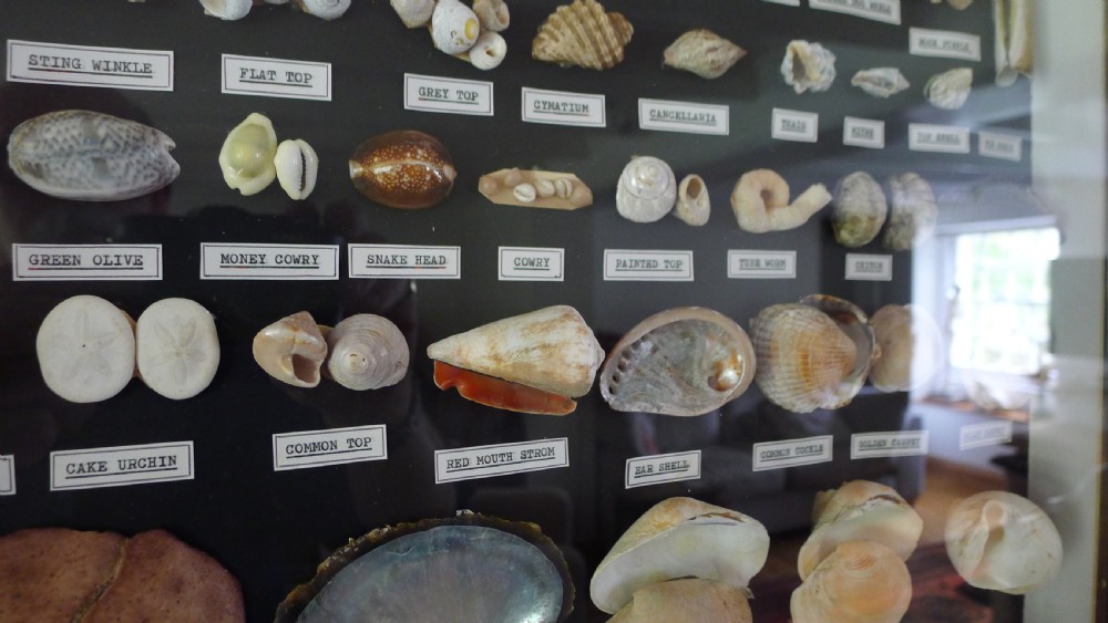 A SUPERB COLLECTORS CABINET WALL CASE OF MARINE SHELLS.  View IX