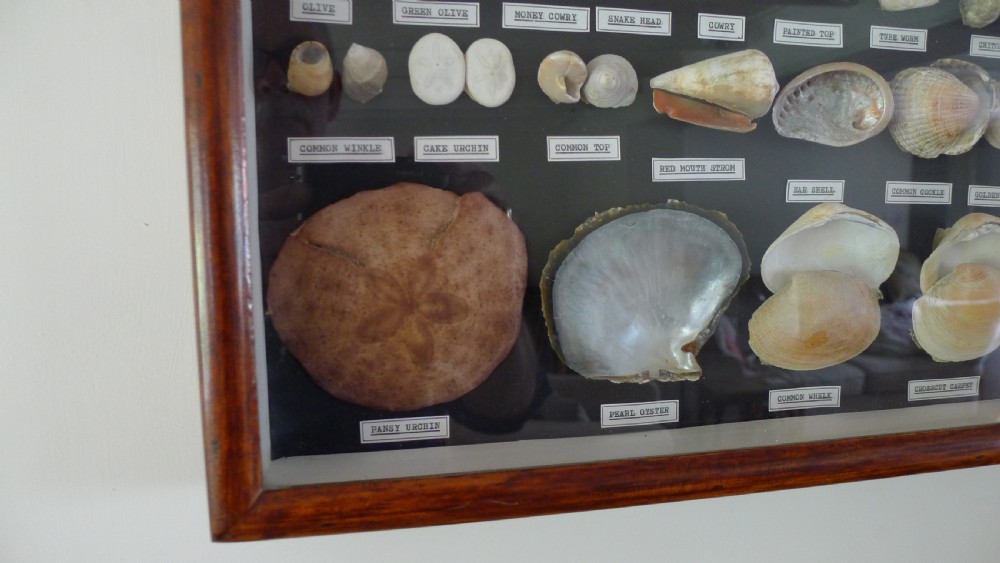 A SUPERB COLLECTORS CABINET WALL CASE OF MARINE SHELLS.  View X