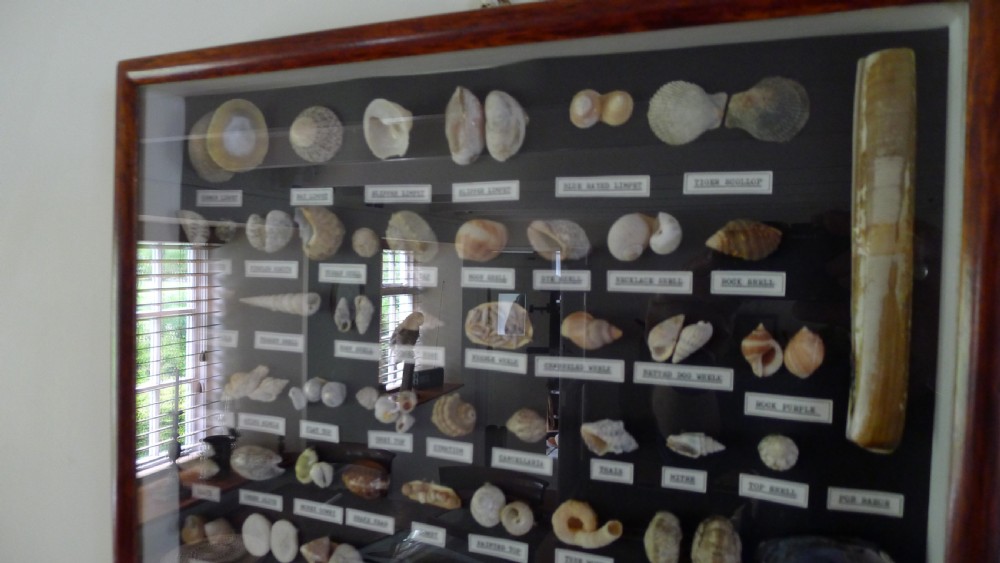 A SUPERB COLLECTORS CABINET WALL CASE OF MARINE SHELLS.  View XI