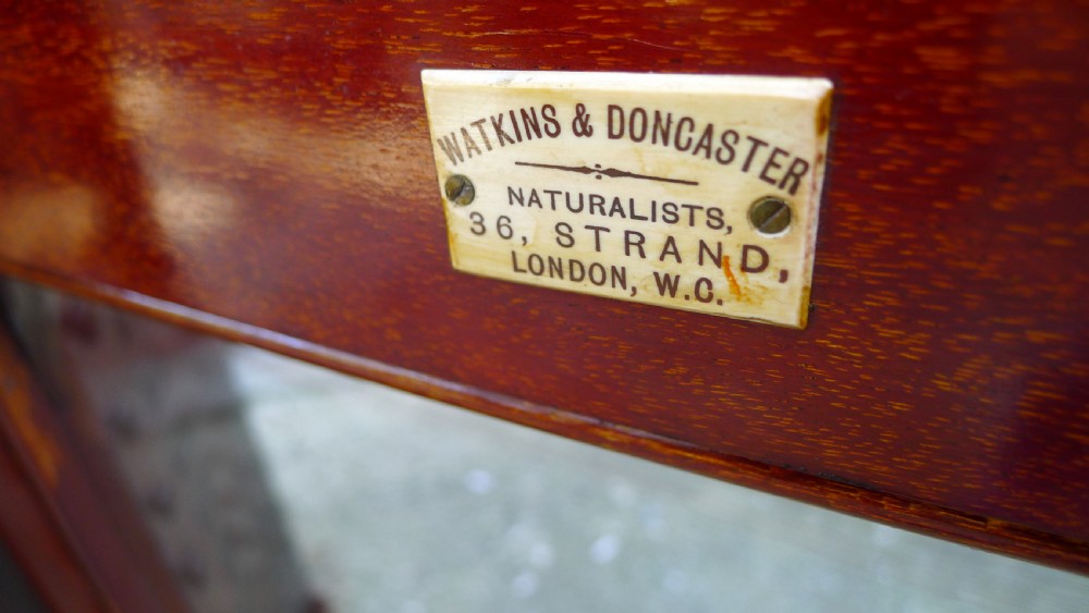 A 12 DRAWER WATKINS & DONCASTER MAHOGANY AND DEAL COLLECTORS CABINET CIRCA 1890 IN ORIGINAL CONDITION. View VII
