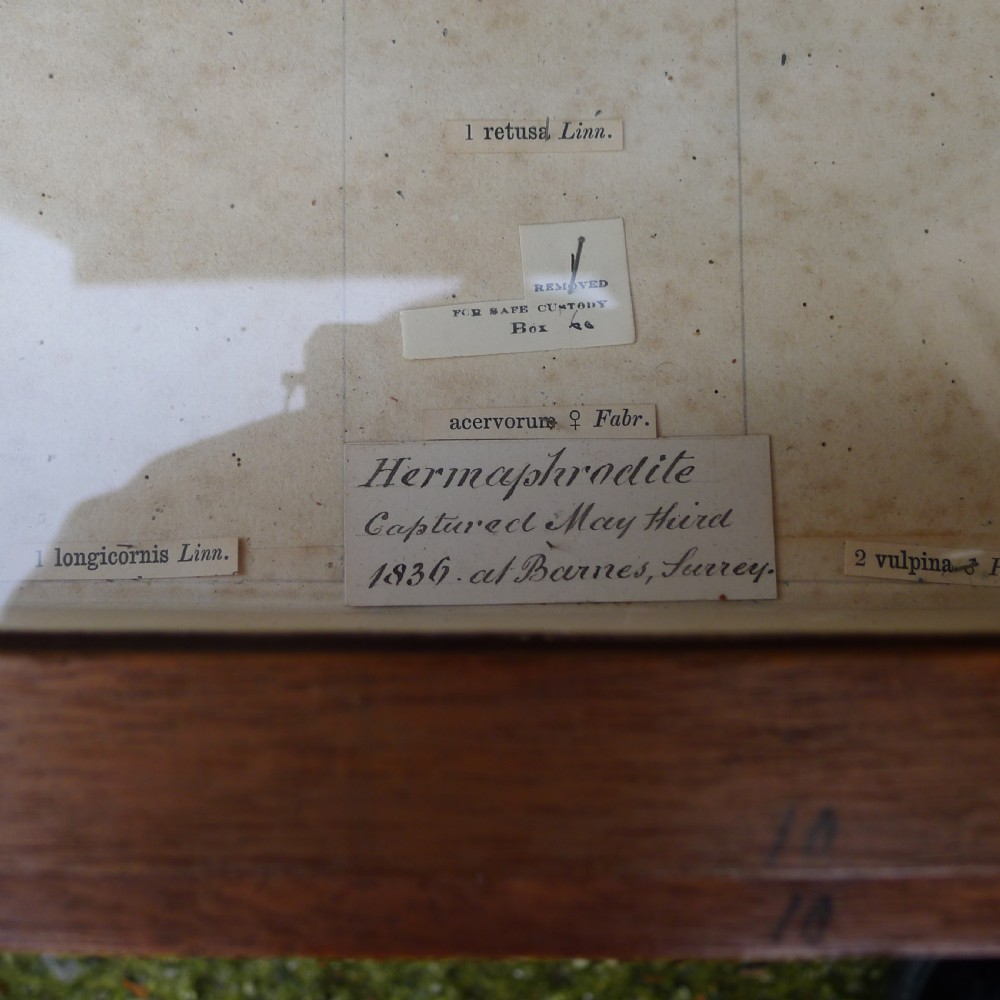 A FINE SOLID MAHOGANY 12 DRAWER COLLECTORS CABINET CIRCA 1830.  View XIII