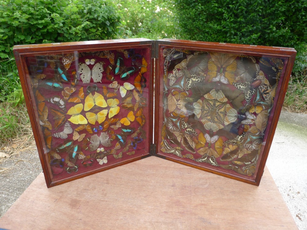 A SUPERB VICTORIAN GLAZED FOLDING COLLECTORS CABINET CONTAINING 200 EXOTIC TROPICAL INSECTS. CIRCA 1870.