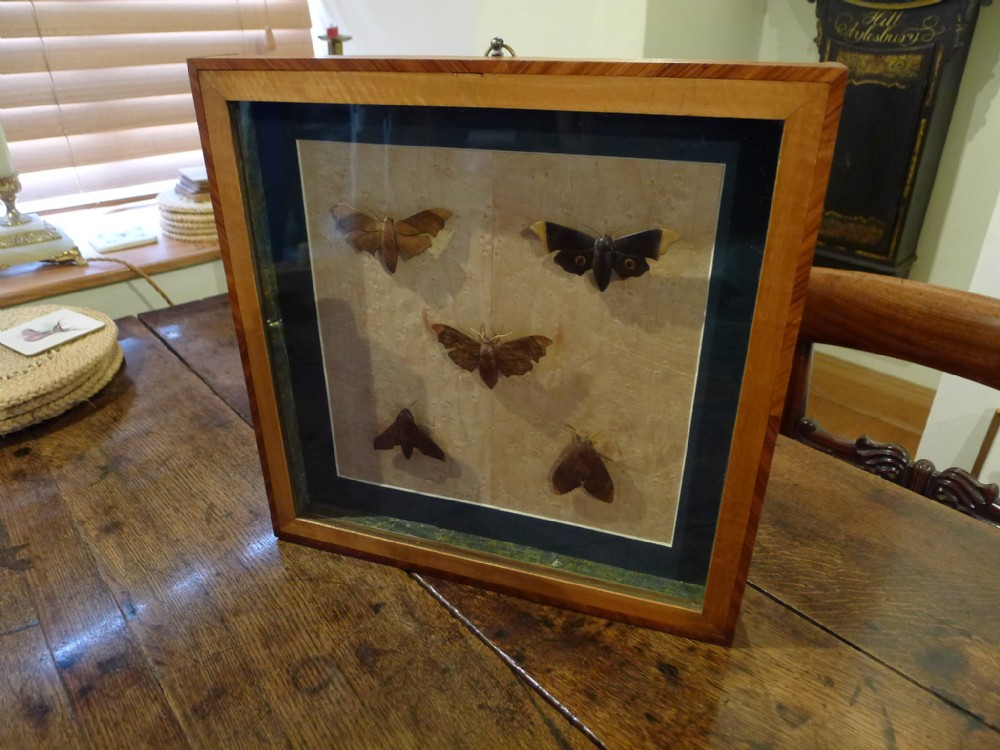 AN ANTIQUE CASE CONTAINING 5 TREEN HAWKMOTHS. CIRCA 1860