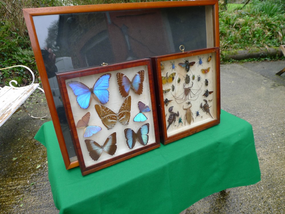 A PAIR OF ANTIQUE WALL CASES OF EXOTIC BUTTERFLIES & INSECTS.