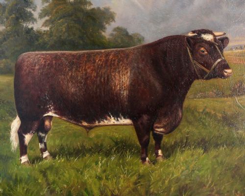 SHORTHORN BULL OIL PAINTING CASTLETON SIGNED W A CLARK - ADDITIONAL PHOTO 2