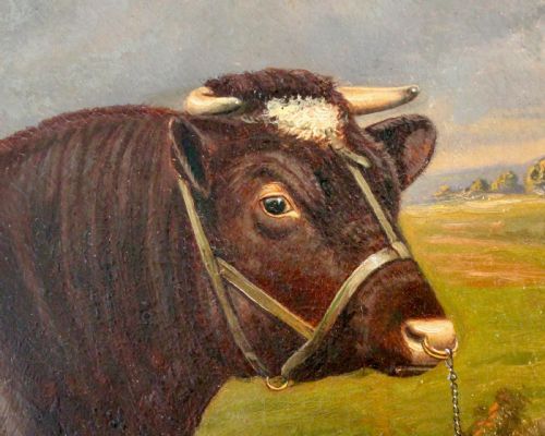 SHORTHORN BULL OIL PAINTING CASTLETON SIGNED W A CLARK - ADDITIONAL PHOTO 5