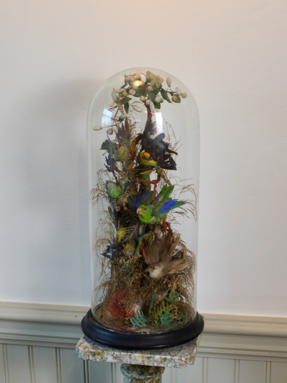 Victorian glass dome displaying six small colourful preserved birds perched on natural foliage and branches mounted on a dark ebonised circular base.