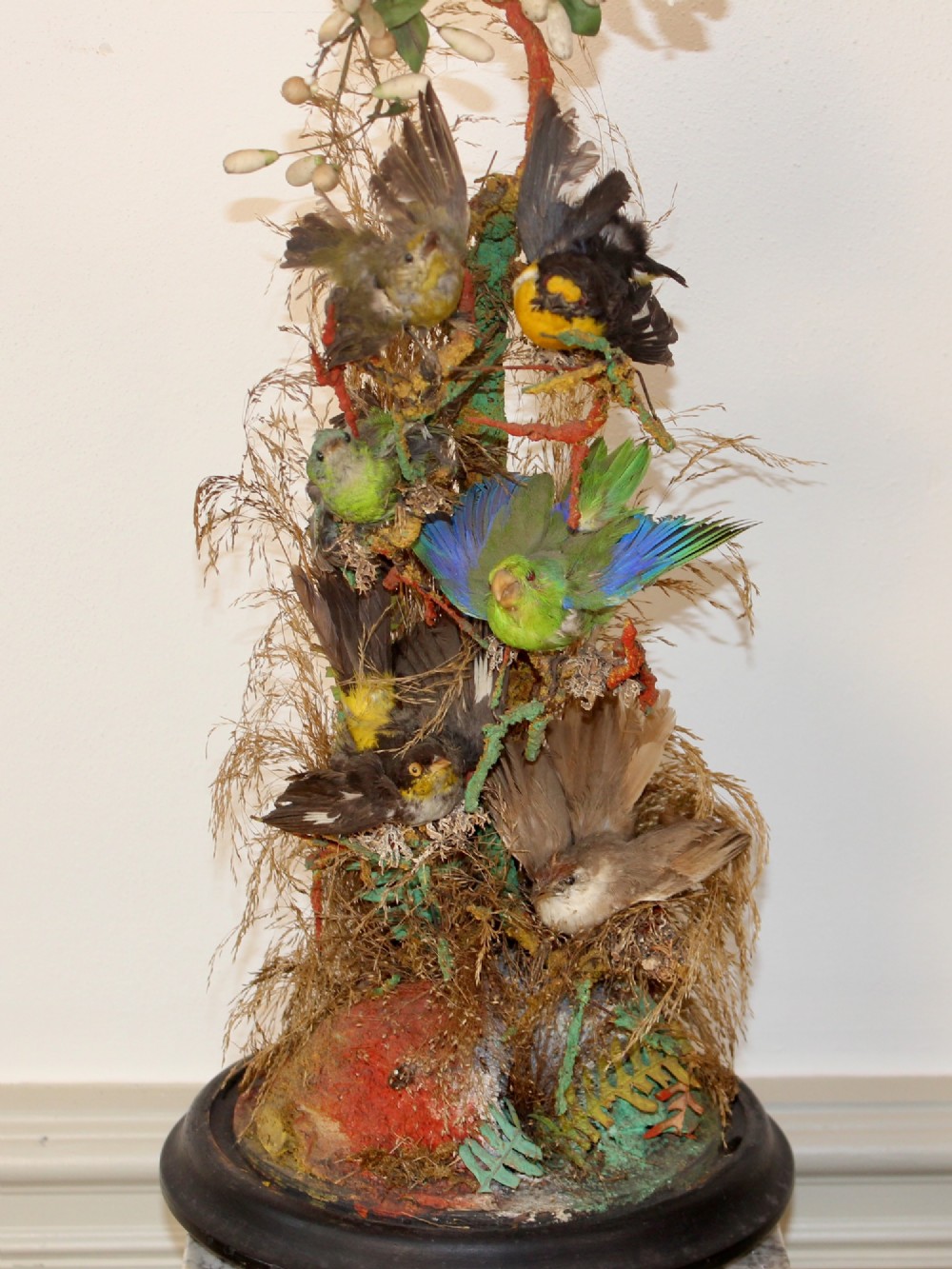 Victorian glass dome displaying six small colourful preserved birds perched on natural foliage and branches mounted on a dark ebonised circular base. View III