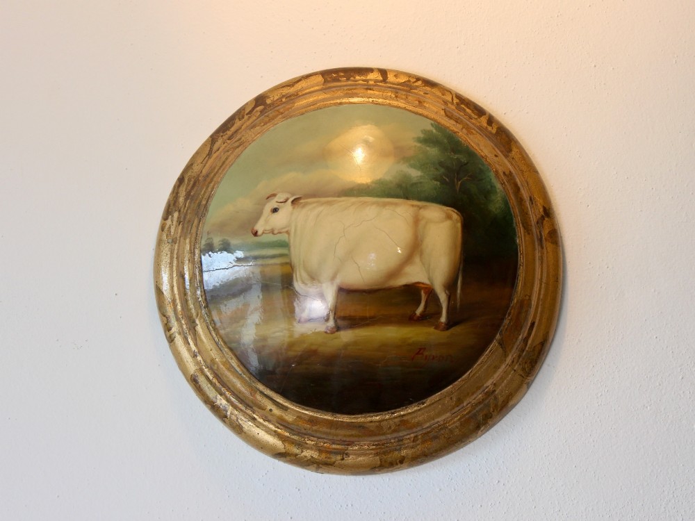 19th Century Naive White Shorthorn Cow Oil Painting On Curved Surface Signed Byron