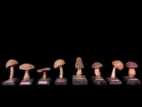 Rare Collection of 8 French Plaster Models of Mushrooms