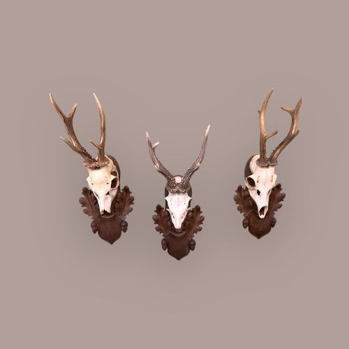 Set of 3 19th Century Black Forest Roe Deer Trophy Mounts