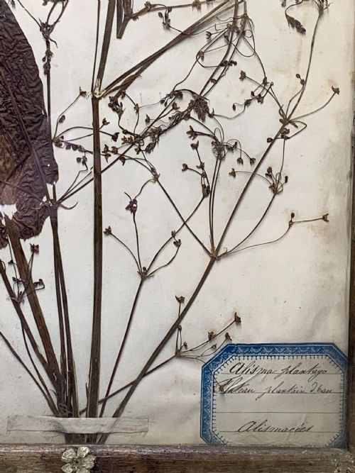 HERBARIUM IN A FOLK ART FRAME - ADDITIONAL PHOTO 3