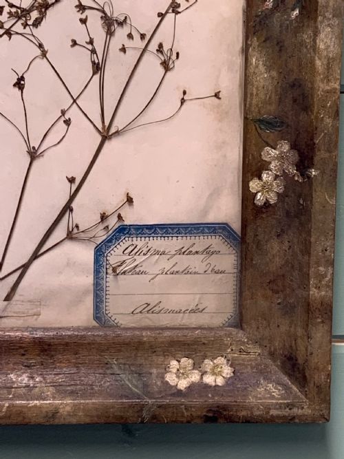 HERBARIUM IN A FOLK ART FRAME - ADDITIONAL PHOTO 5