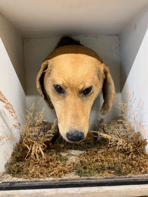 Early 20thc Taxidermy Dog Head