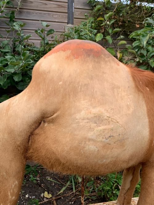 WINDOW DISPLAY NATIVITY MODEL OF A CAMEL - ADDITIONAL PHOTO 3