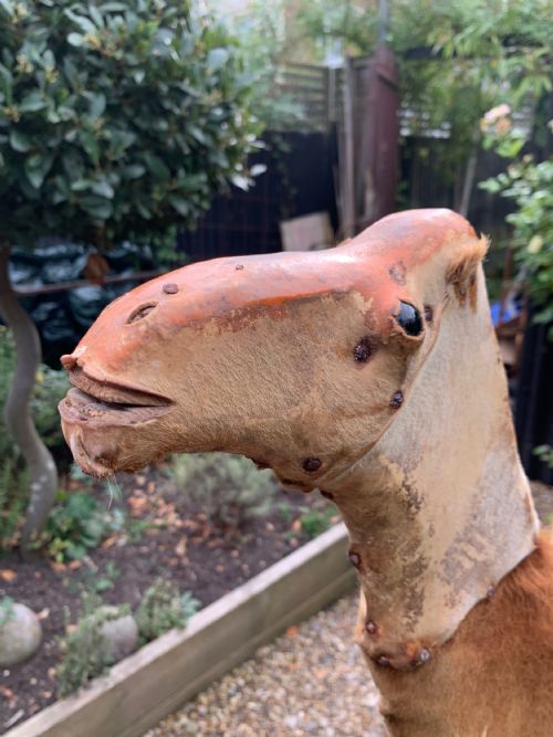 WINDOW DISPLAY NATIVITY MODEL OF A CAMEL - ADDITIONAL PHOTO 7