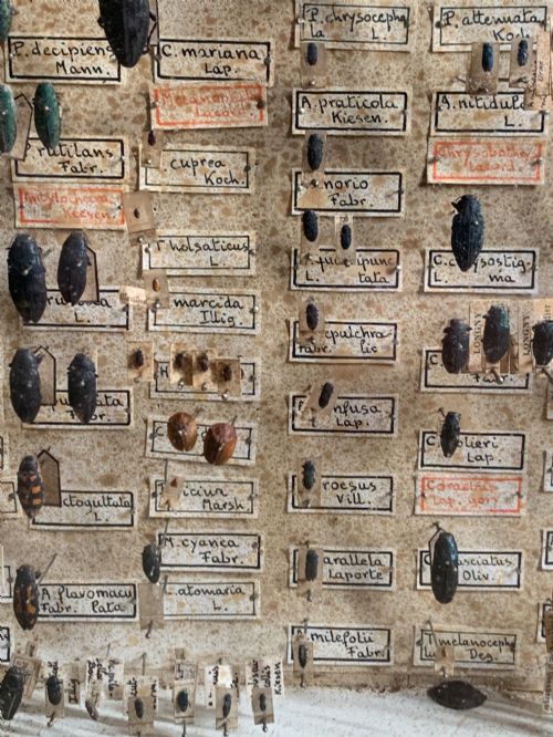 ANTIQUE ENTOMOLOGY CASE - ADDITIONAL PHOTO 5