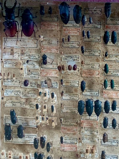 ANTIQUE ENTOMOLOGY CASE - ADDITIONAL PHOTO 6