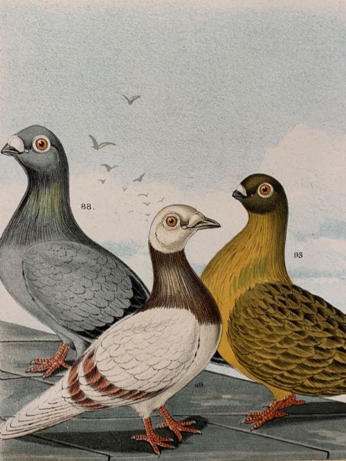Pigeon Breeds - C1886 - 4 Lithographs