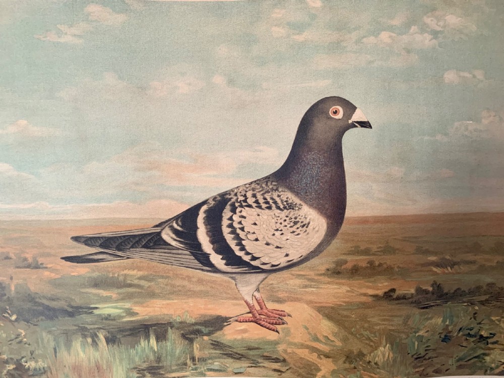 PIGEON FANCIERS’ LITHOGRAPHIC DIPLOMA 1910