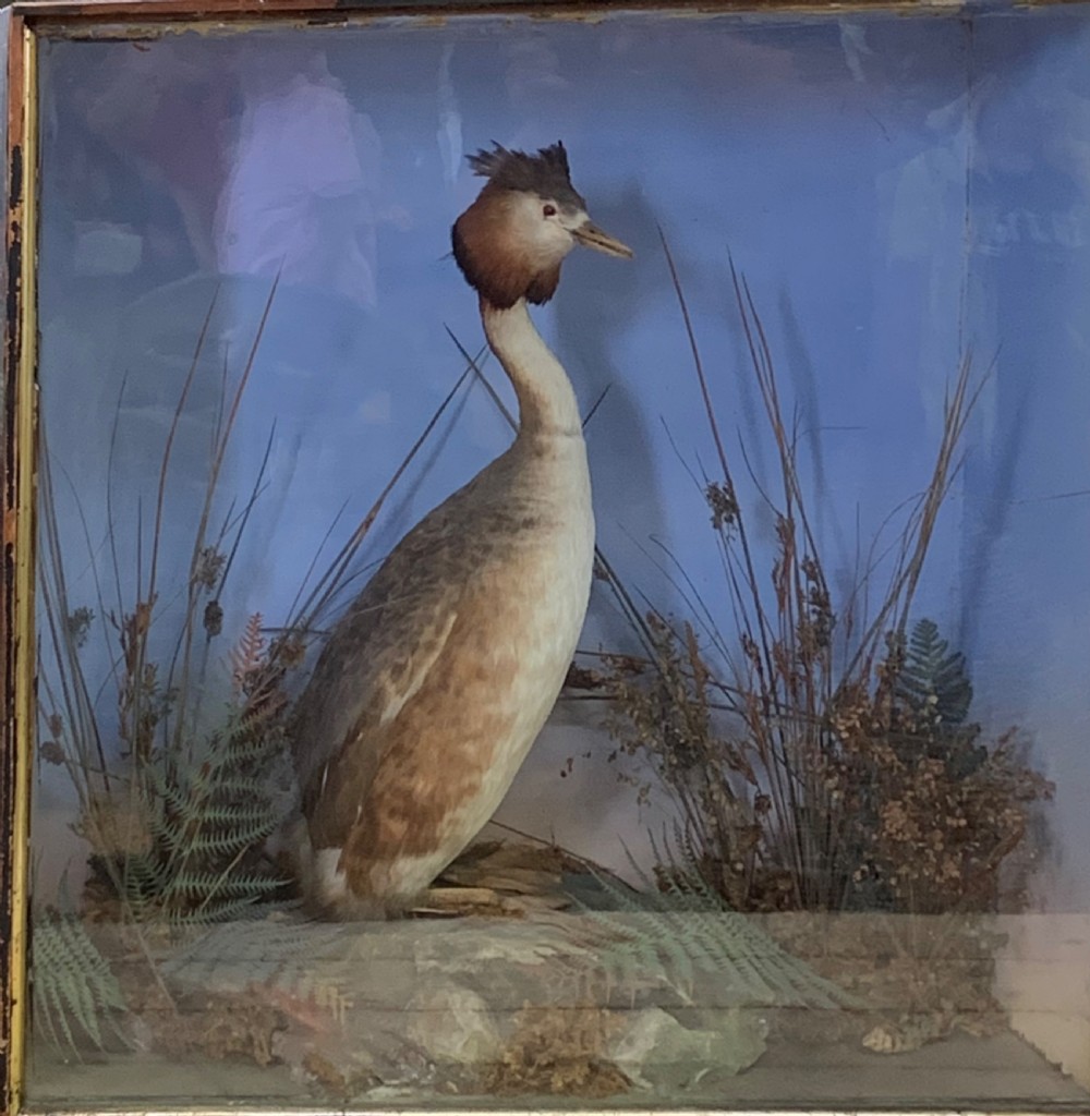 VICTORIAN TAXIDERMY: GREAT CRESTED GLEBE BY HENRY SHAW 