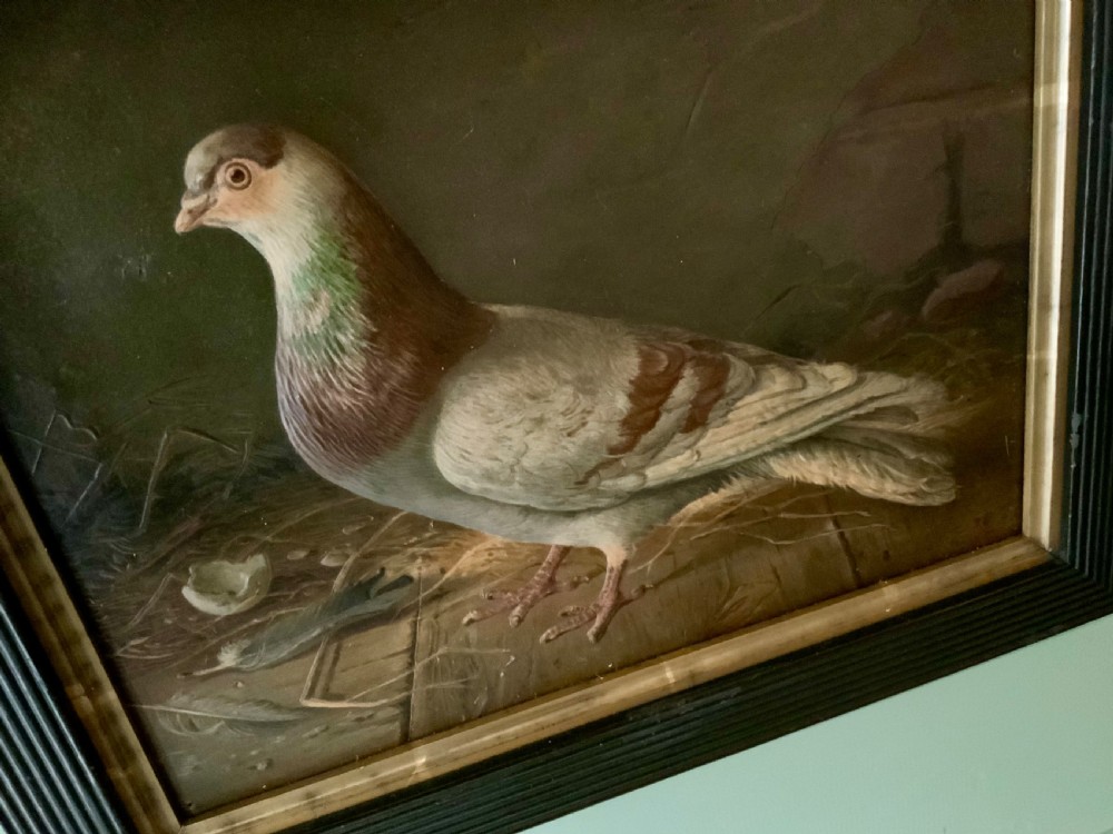 Two VICTORIAN EMBOSSED PICTURES OF RACING PIGEONS View VII