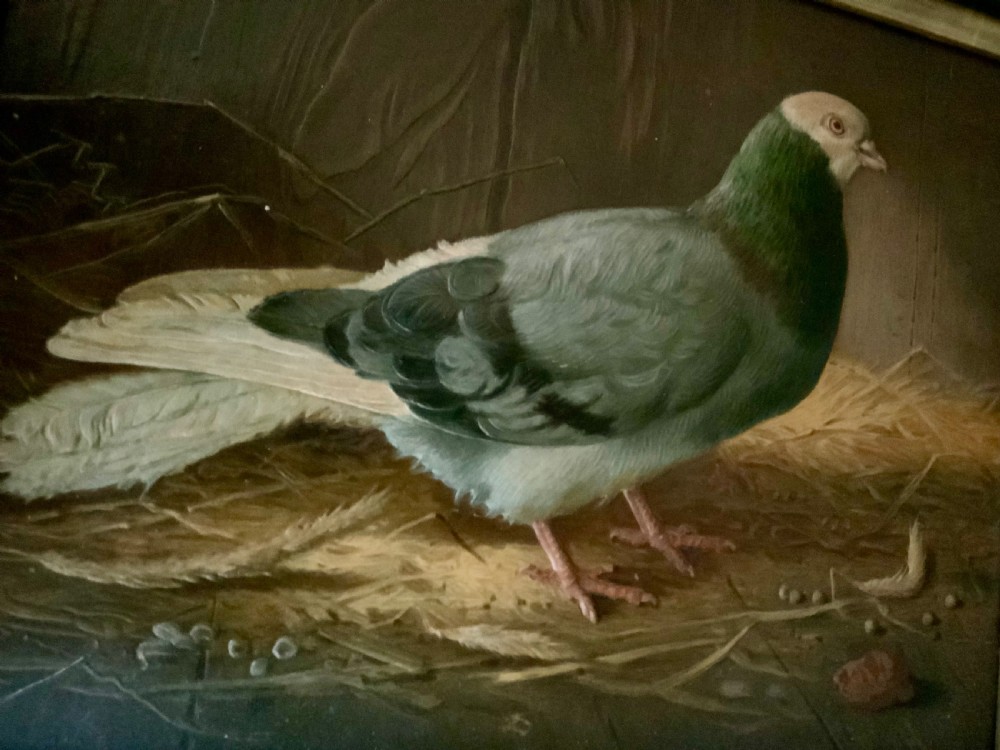 Two VICTORIAN EMBOSSED PICTURES OF RACING PIGEONS View VIII
