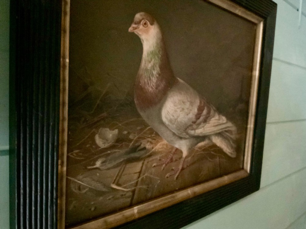 Two VICTORIAN EMBOSSED PICTURES OF RACING PIGEONS View X
