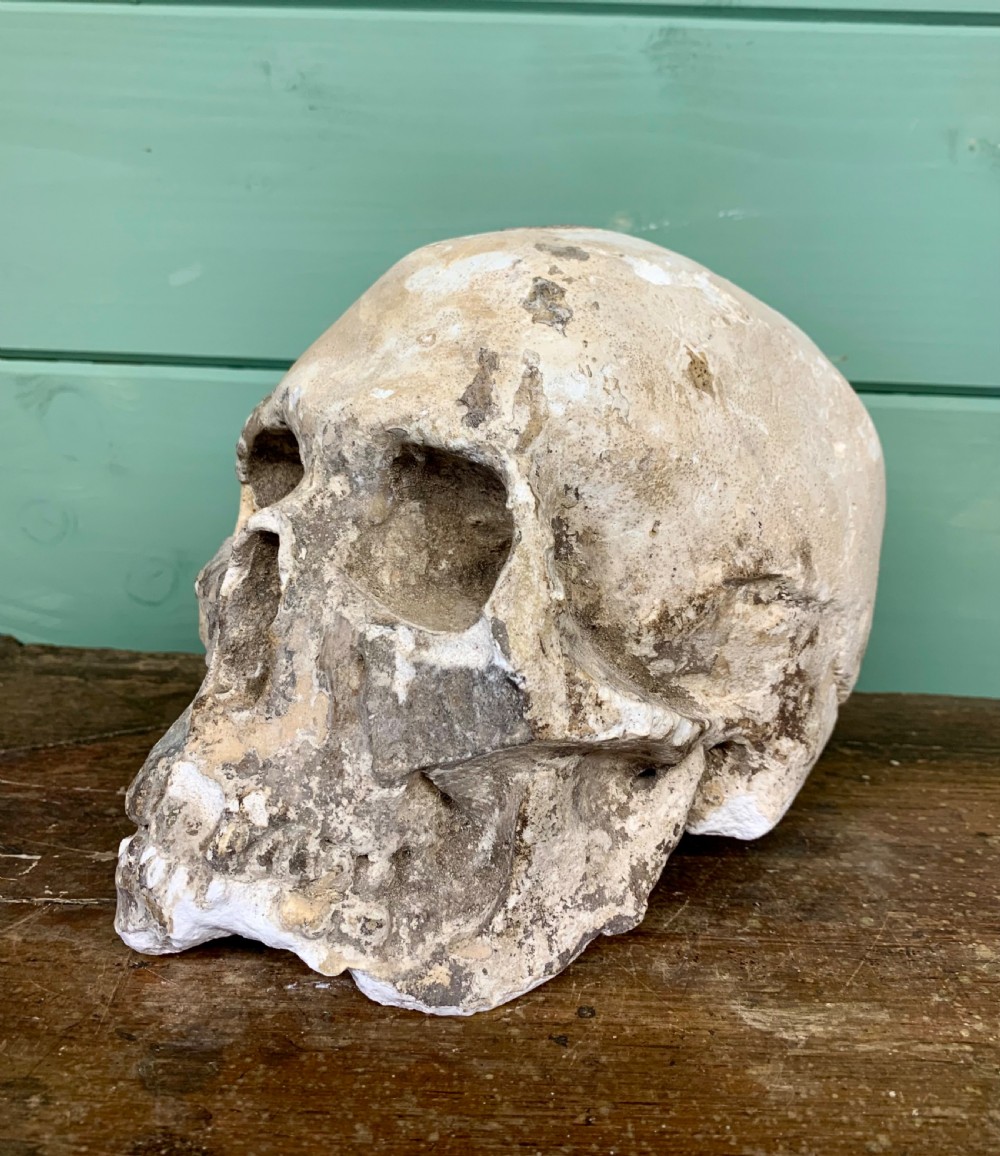 19th C MUSEUM PLASTER OF A SKULL View II