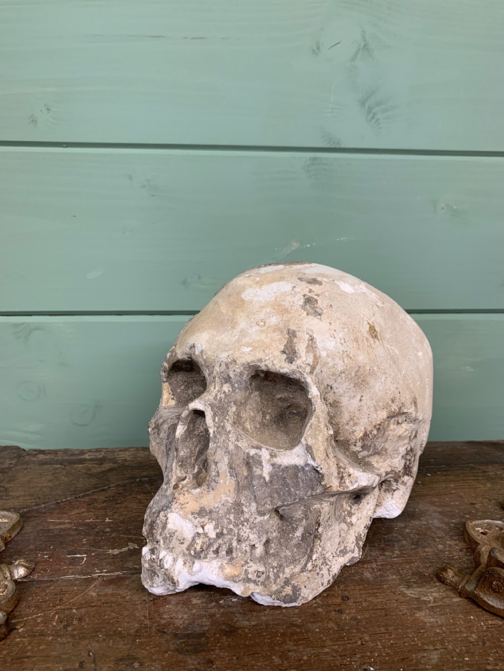 19th C MUSEUM PLASTER OF A SKULL