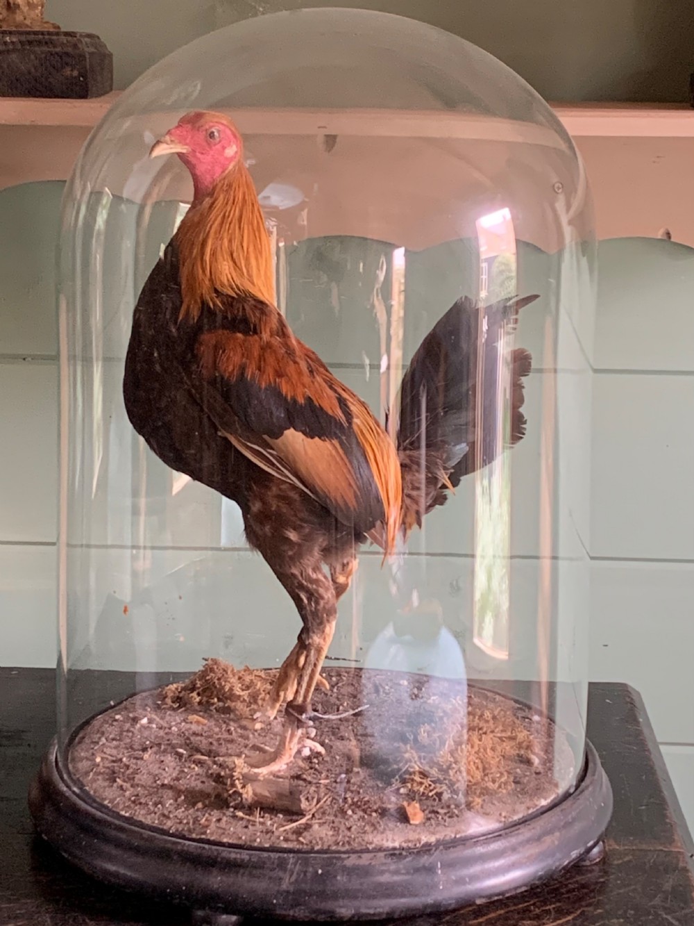 19TH CENTURY TAXIDERMY OF A FIGHTING COCK