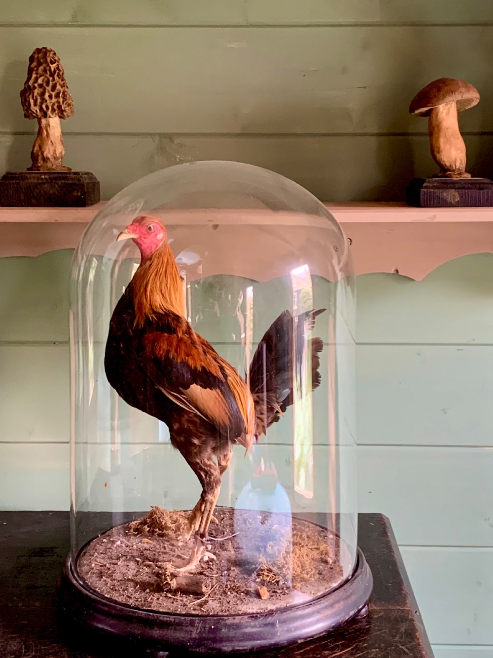 19TH CENTURY TAXIDERMY OF A FIGHTING COCK View II