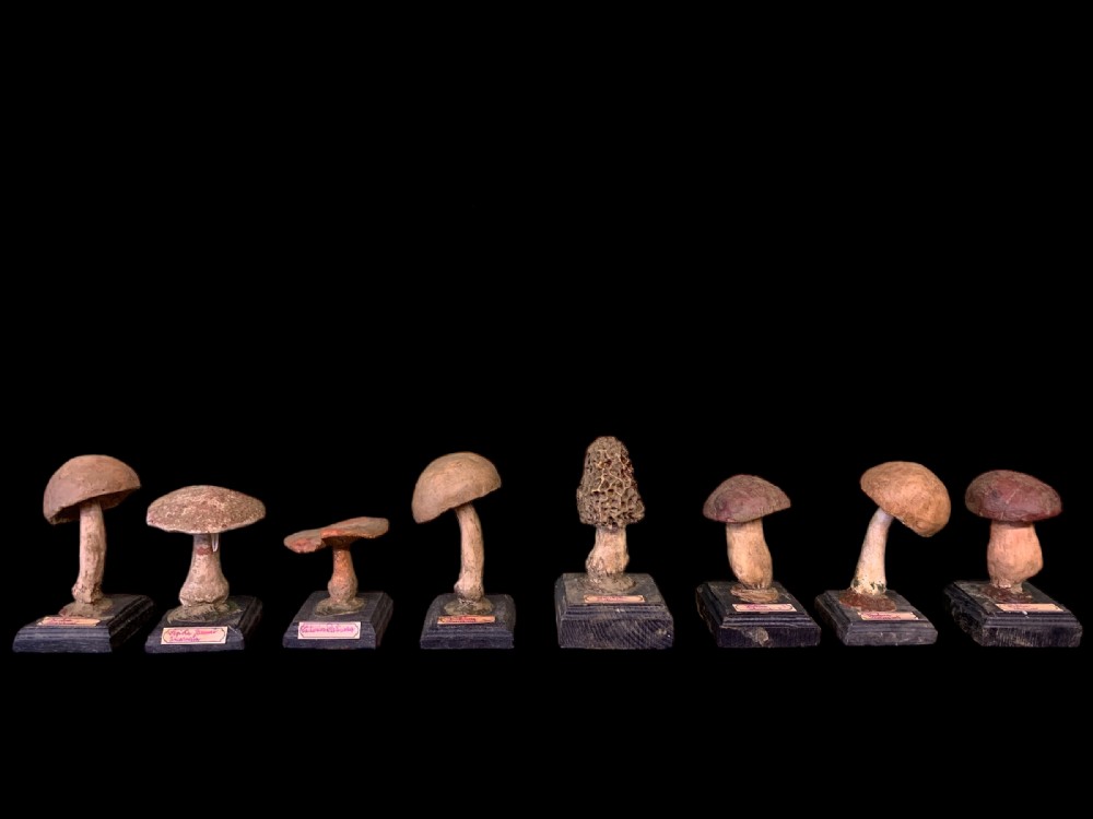RARE COLLECTION OF 8 FRENCH PLASTER MODELS OF MUSHROOMS