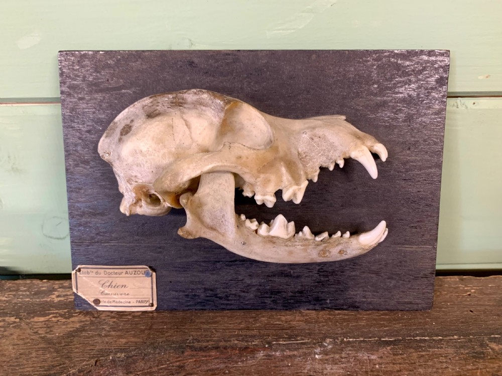 A Rare Skeleton Of a Dog’s Head By Dr Auzoux