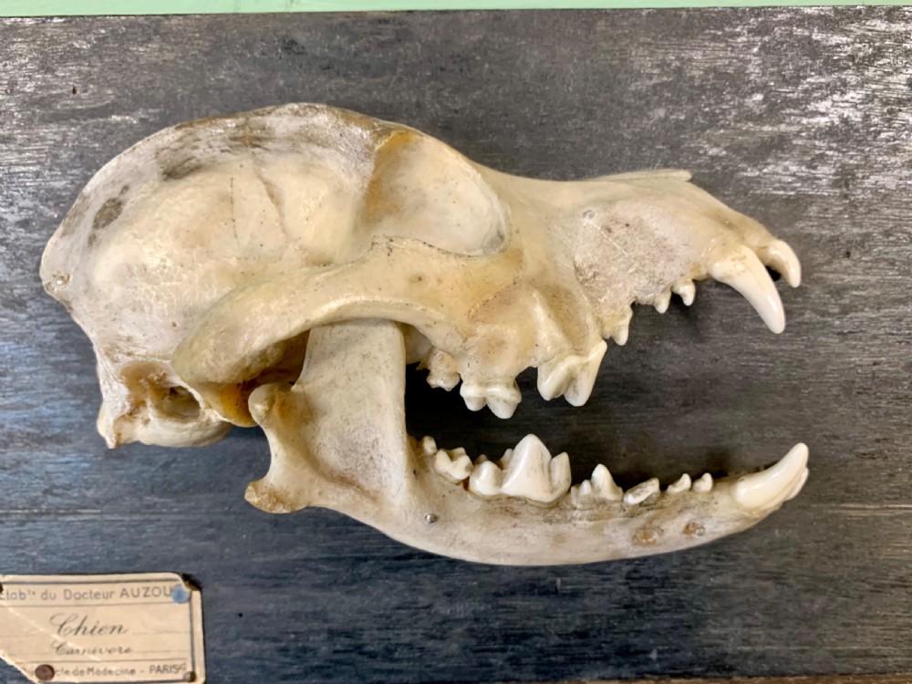 A Rare Skeleton Of a Dog’s Head By Dr Auzoux View II