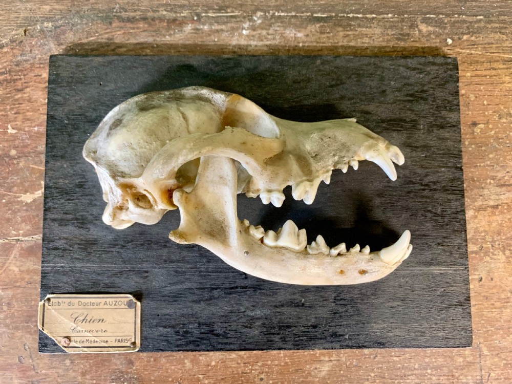 A Rare Skeleton Of a Dog’s Head By Dr Auzoux View III