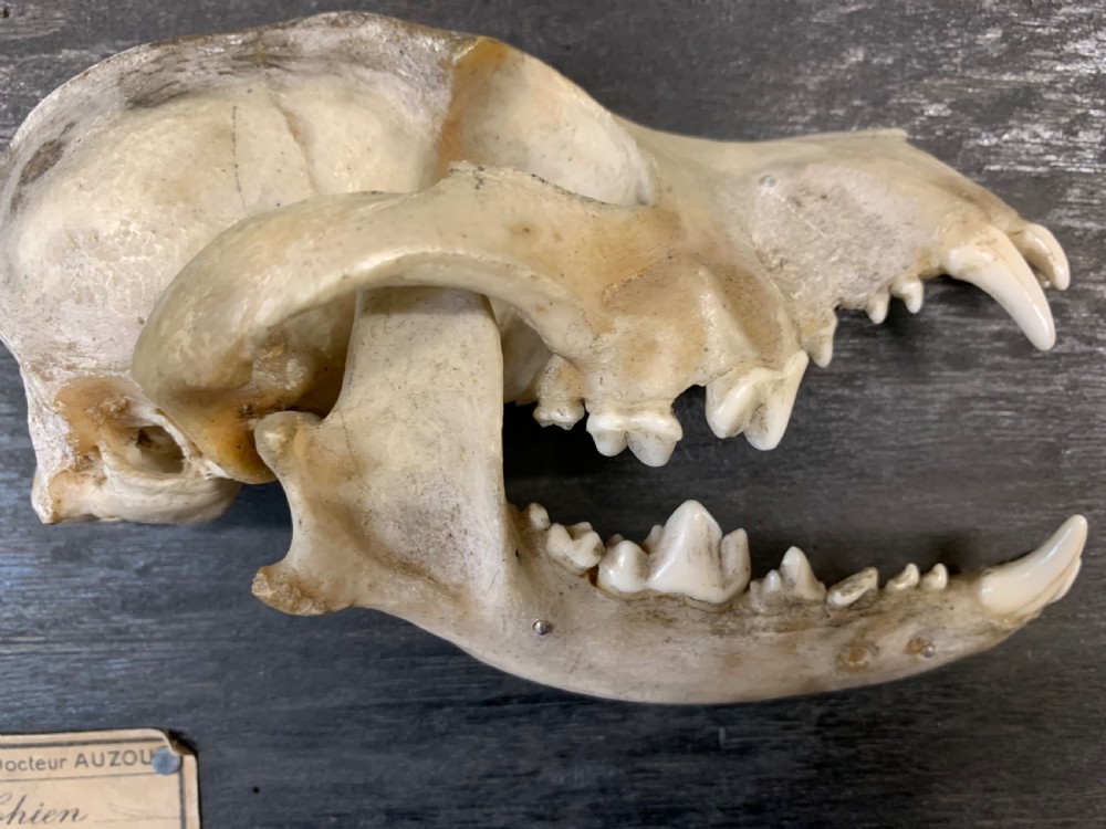 A Rare Skeleton Of a Dog’s Head By Dr Auzoux View IV