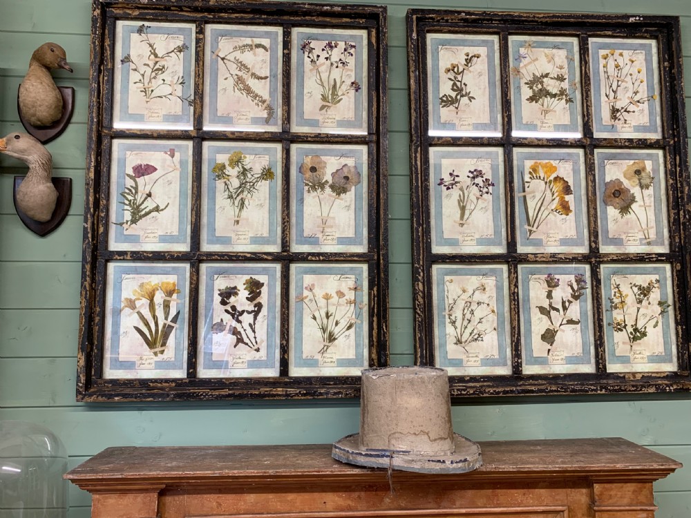 LARGE ANTIQUE ITALIAN PRESSED FLOWER HERBARIUMS IN ORIGINAL FRAMES View II