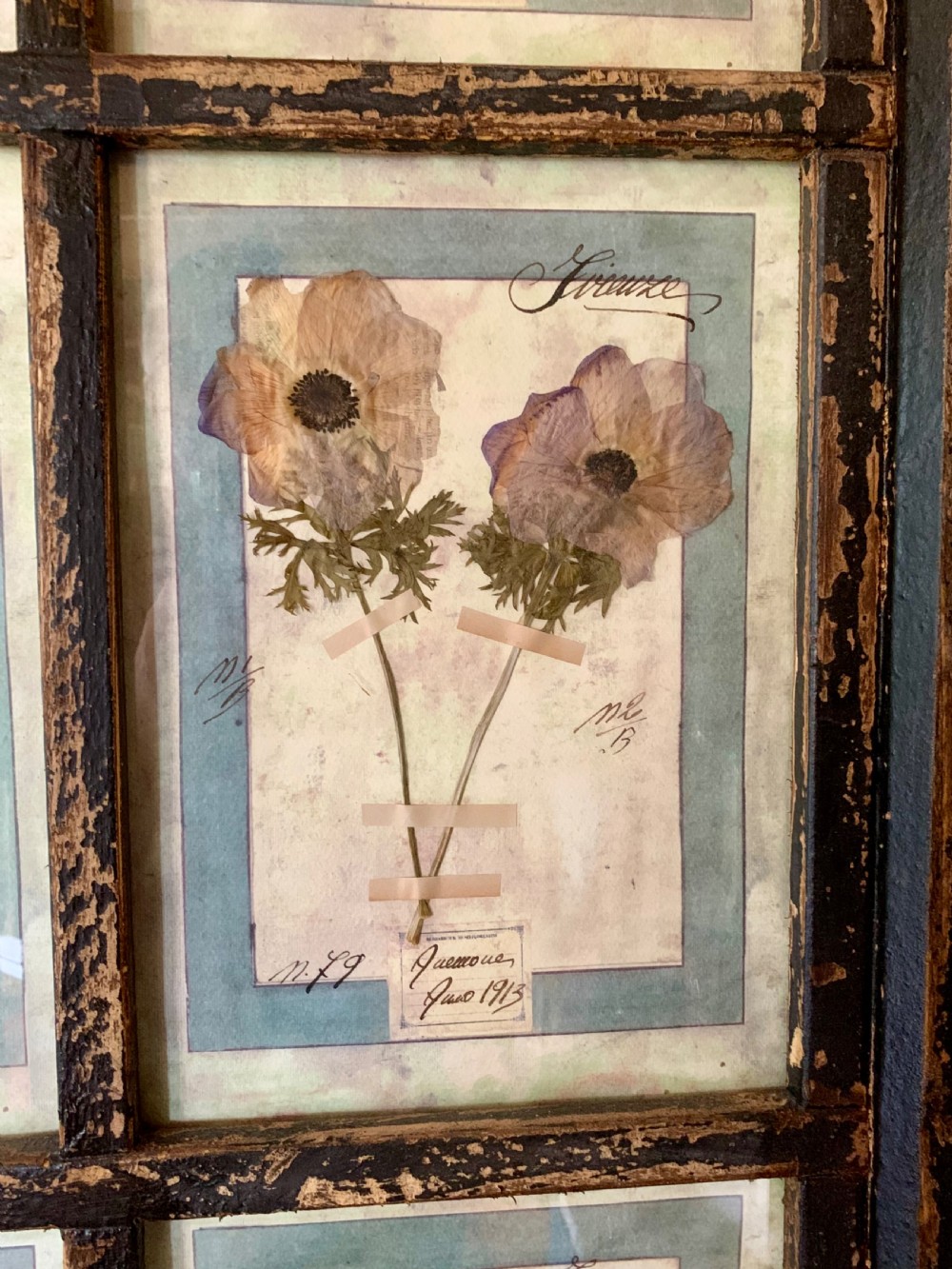 LARGE ANTIQUE ITALIAN PRESSED FLOWER HERBARIUMS IN ORIGINAL FRAMES View V