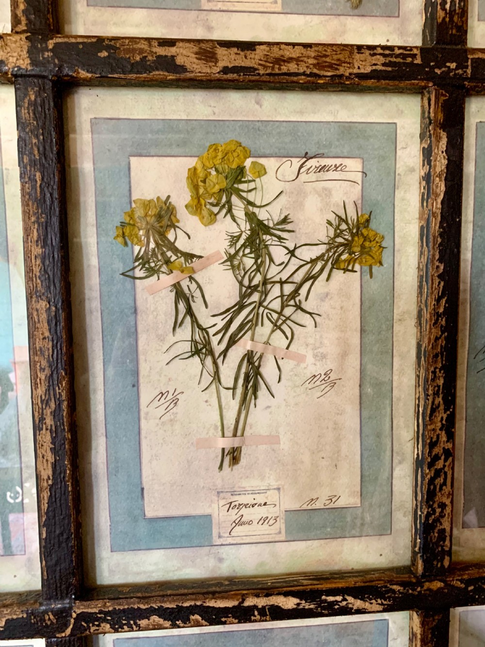 LARGE ANTIQUE ITALIAN PRESSED FLOWER HERBARIUMS IN ORIGINAL FRAMES View VI
