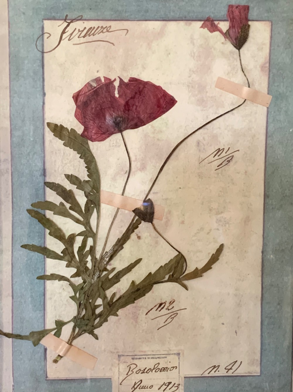 LARGE ANTIQUE ITALIAN PRESSED FLOWER HERBARIUMS IN ORIGINAL FRAMES View VII