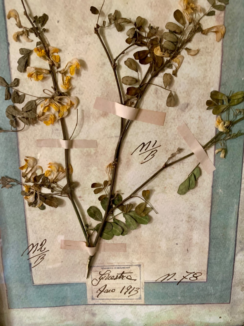 LARGE ANTIQUE ITALIAN PRESSED FLOWER HERBARIUMS IN ORIGINAL FRAMES View IX
