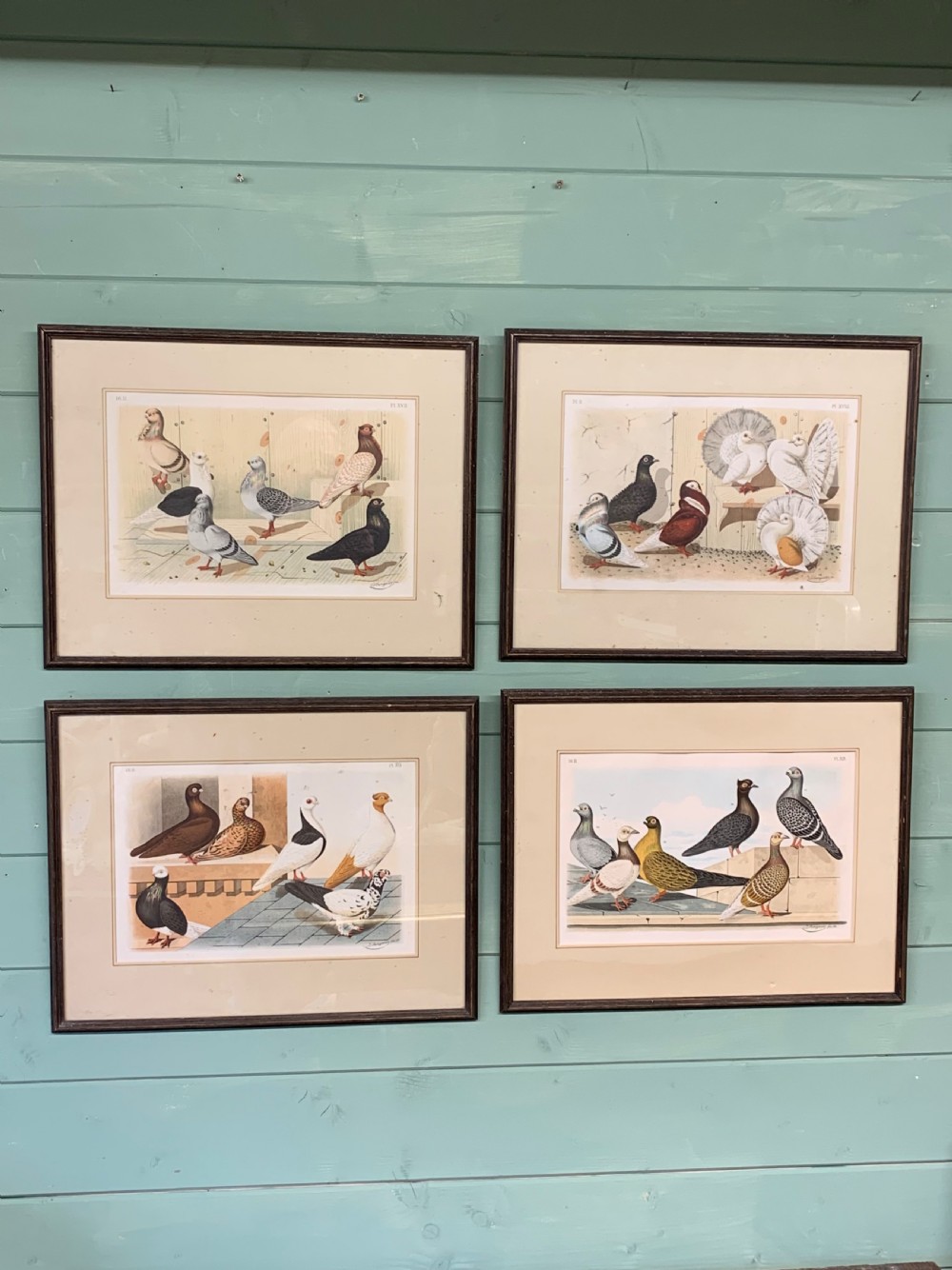A set of four framed Victorian chromolithograph prints depicting various breeds of pigeons displayed in dark wood frames with cream mounts. View II